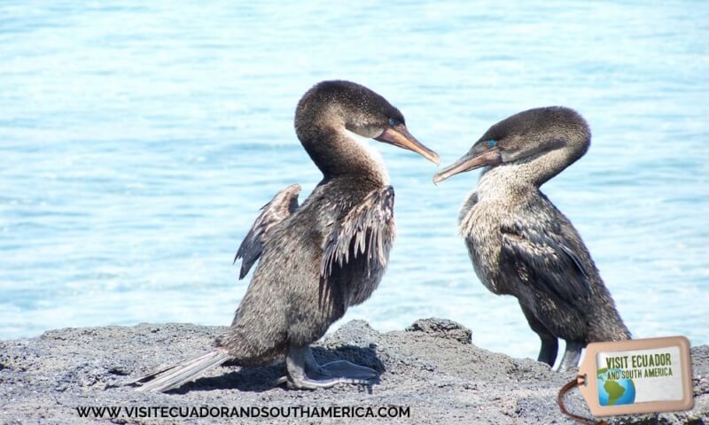 Non flying cormorants Galapagos Islands - Ecuador © Carmen Cristina Carpio Tobar