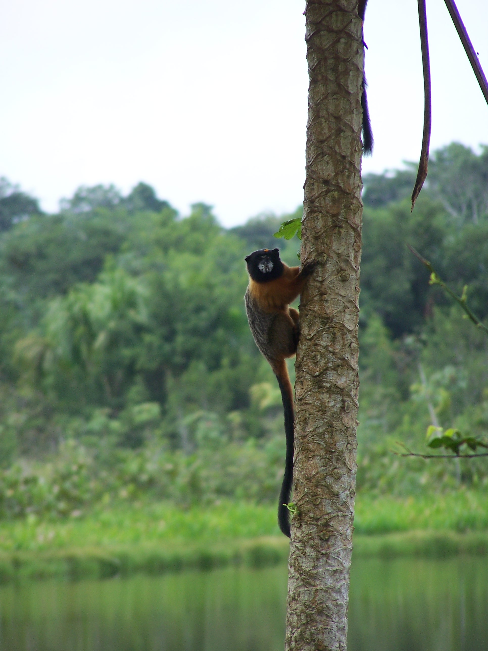 monkeys-amazon-jungle