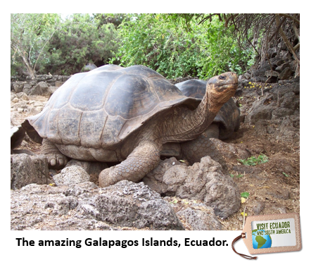 Galapagos tortoises