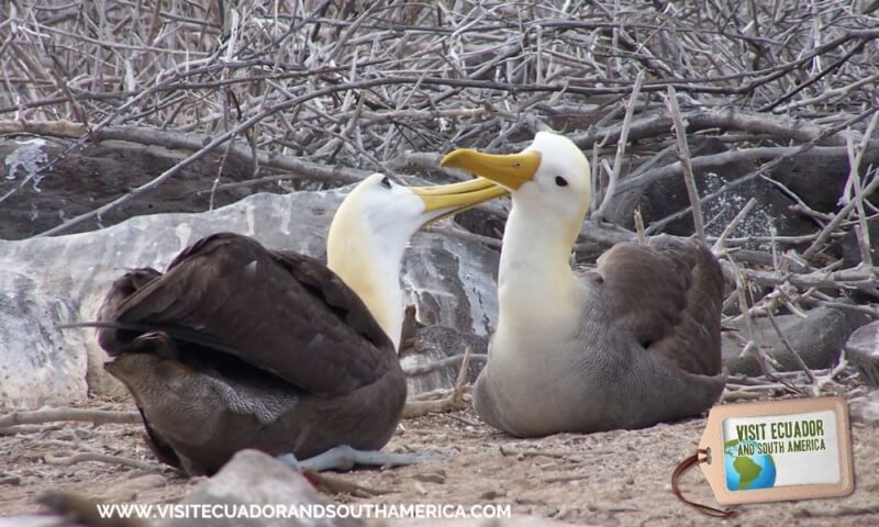 a-close-encounter-with-five-endemic-and-native-species-of-the-galapagos-islands