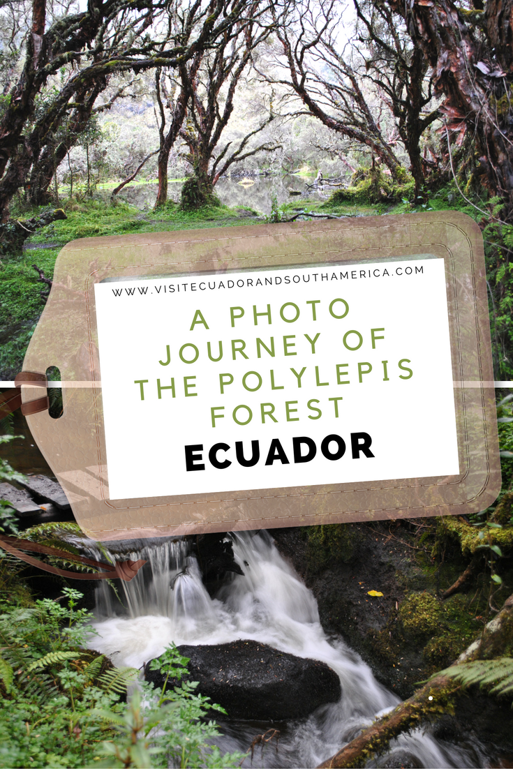 a-photo-journey-of-the-polylepis-forest-in-ecuador