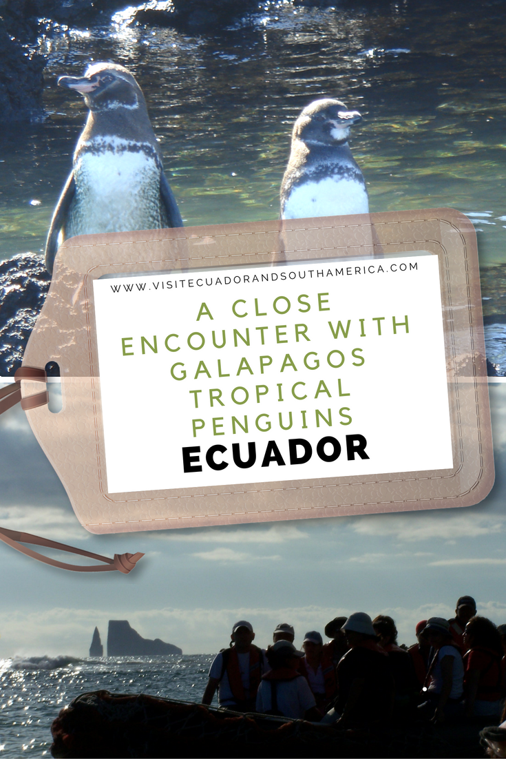 galapagos-tropical-penguins-ecuador