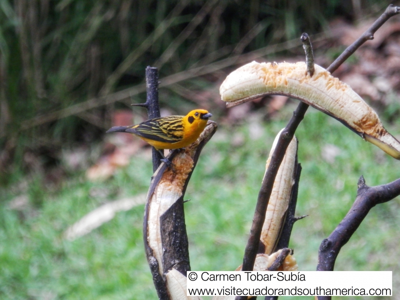 Mindo birdwatching www.visitecuadorandsouthamerica.com