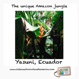 Yasuni, Ecuador/ www.visitecuadorandsouthamerica.com / #visitsamerica 