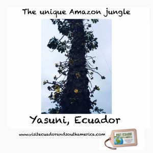Yasuni, Ecuador/ www.visitecuadorandsouthamerica.com / #visitsamerica 