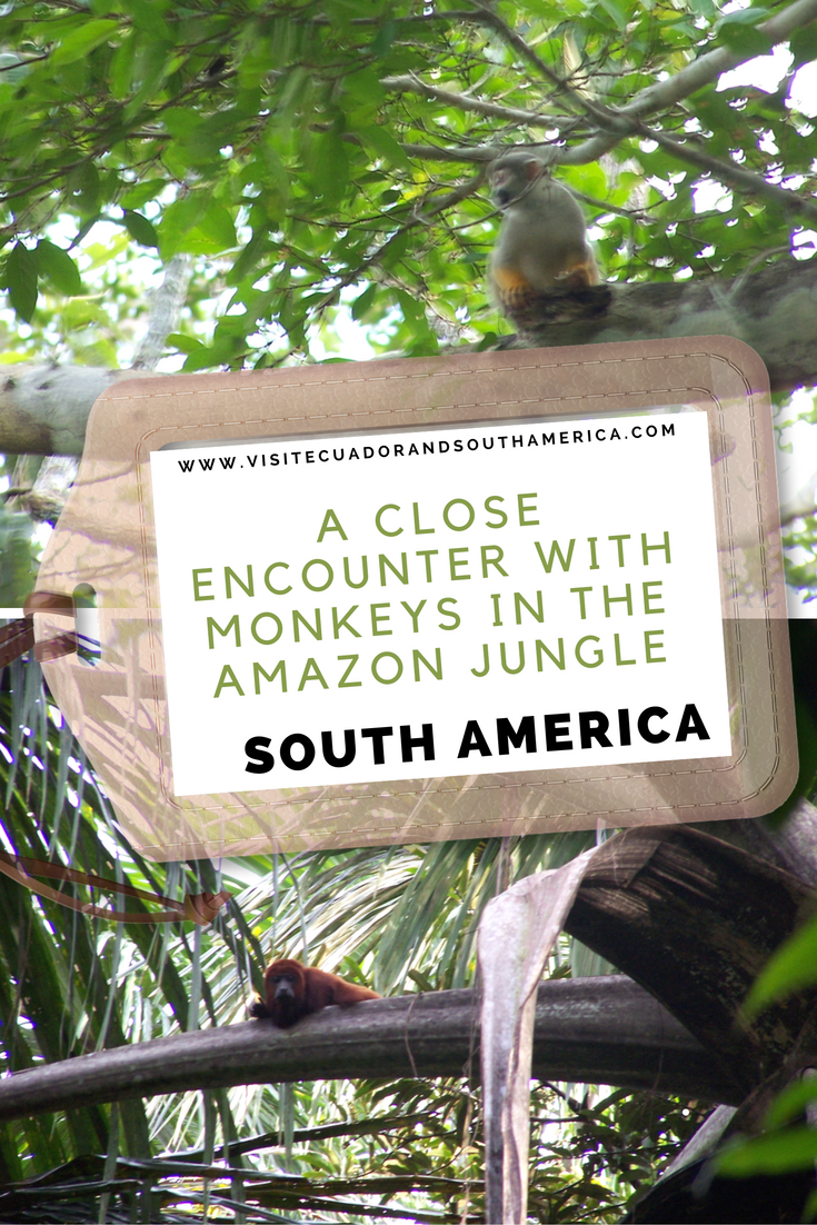 monkeys-amazon-jungle
