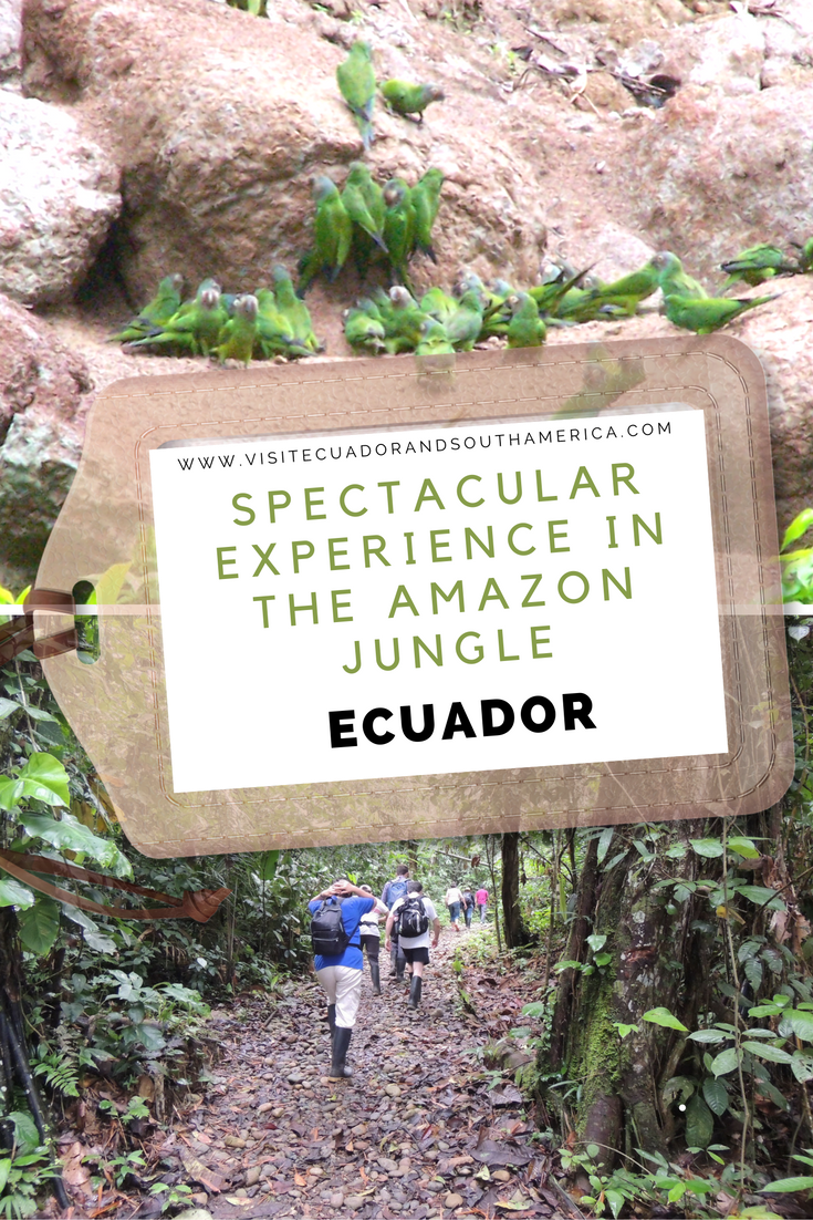 spectacular-experience-in-the-amazon-jungle-in-ecuador