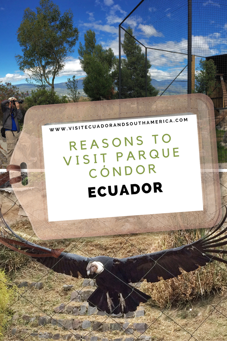 reasons-to-visit-parque-condor-in-ecuador