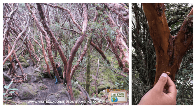 Cajas National Park 