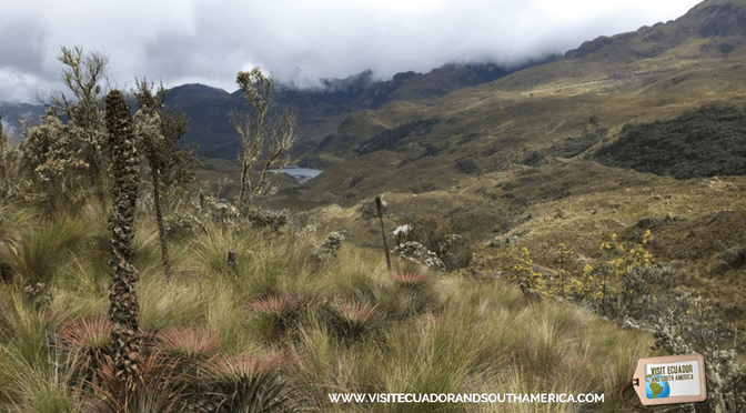 Cajas National Park 