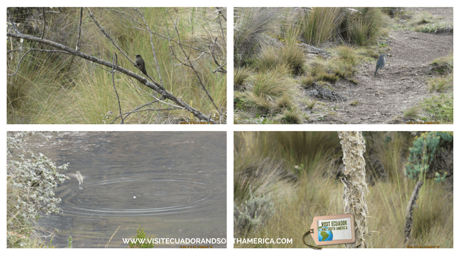 Cajas National Park BIRDWATCHING