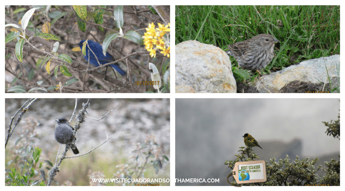 Cajas National Park BIRDWATCHING