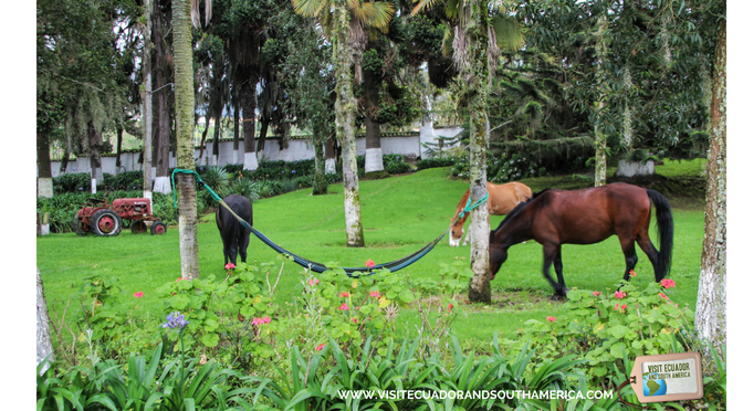 hacienda pinsaqui