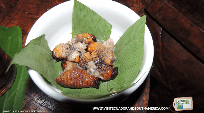 Foto de Roasted worms called Chontacuros or Mayones. These worms are a  traditional food of the indigenous people of the Ecuadorian  do Stock