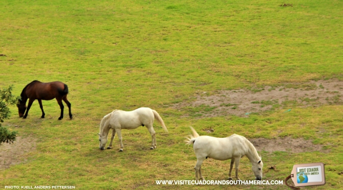 Guapulo Park 