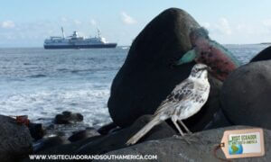 book_a_cruise_in_the_Galapagos_islands