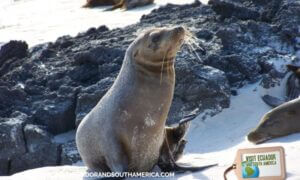 Galapagos sea lion 179