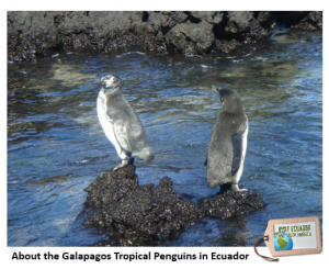 galapagos-tropical-penguins-ecuador