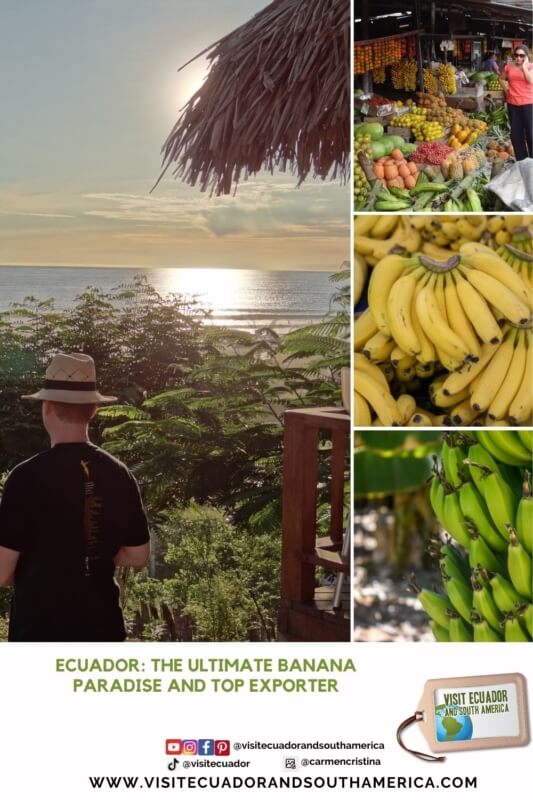 Discover Ecuador The Ultimate Banana Paradise Top Banana Exporter Worldwide