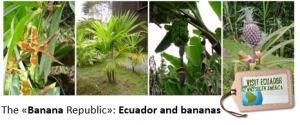 ecuador-top-banana-exporter-worldwide
