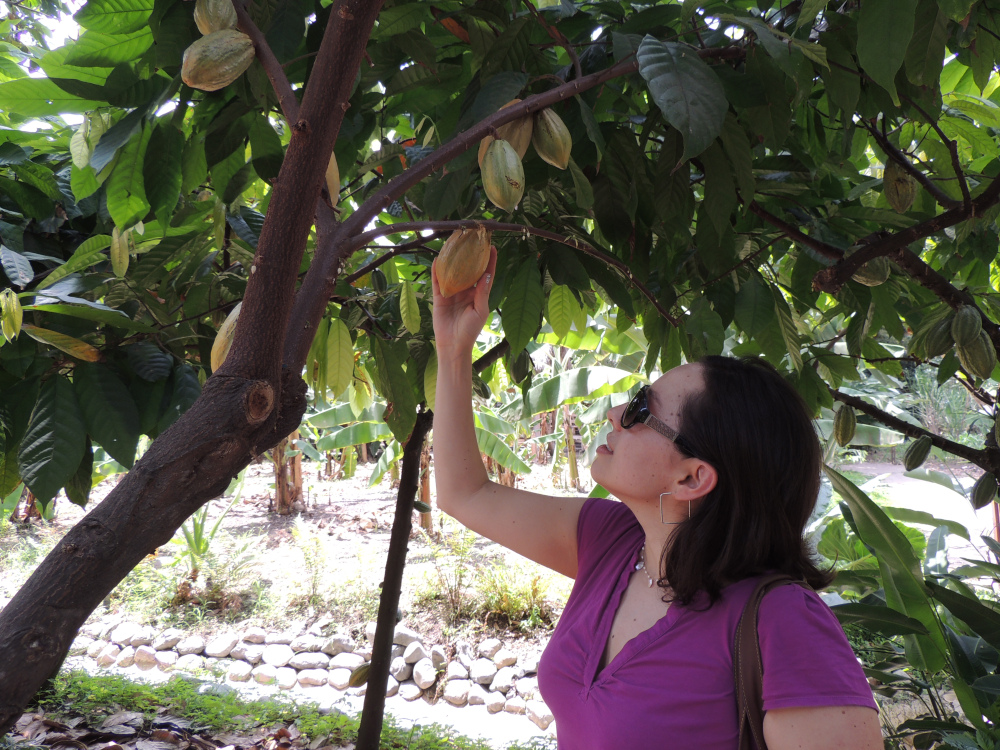 cacao