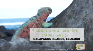 A Fascinating Encounter: Exploring Endemic Species in the Galapagos Islands