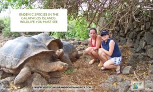 galapagos-giant-tortoise-endemic-species.jpg