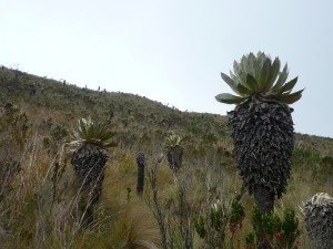 a-photo-journey-of-the-polylepis-forest-in-ecuador
