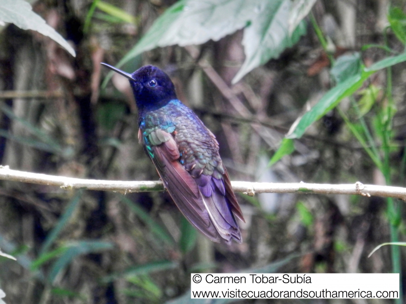 Mindo birdwatching www.visitecuadorandsouthamerica.com