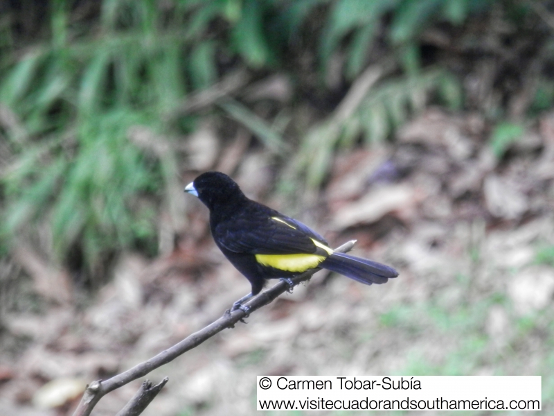 Mindo birdwatching www.visitecuadorandsouthamerica.com