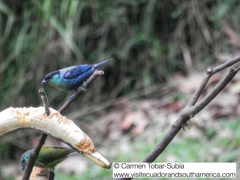 Mindo birdwatching www.visitecuadorandsouthamerica.com