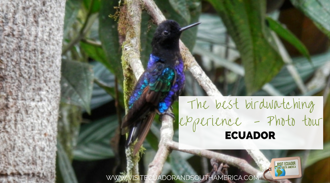 the-best-birdwatching-experience-in-ecuador-photo-tour