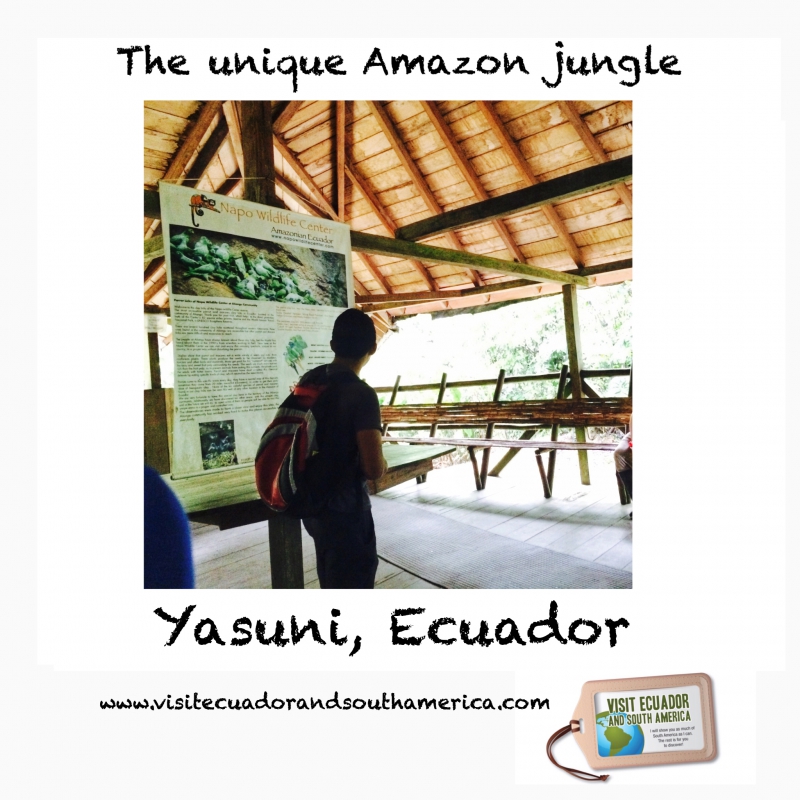 Yasuni / www.visitecuadorandsouthamerica.com / #visitsamerica 