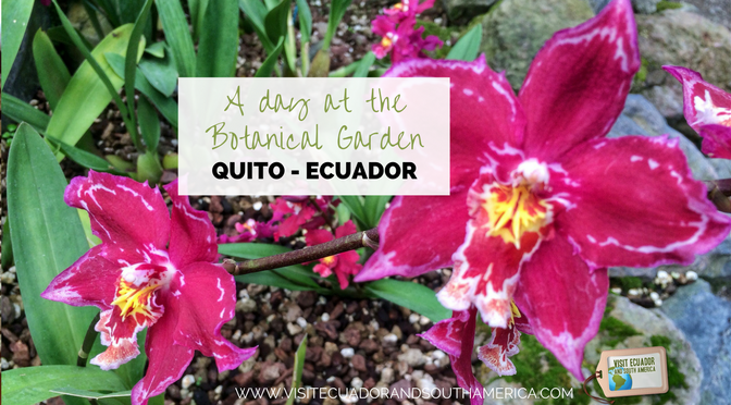 things-to-do-in-quito-a-day-at-the-botanical-garden