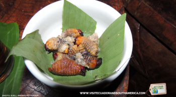 Chontacuro A Delicacy From The Amazon Rainforest Ecuador Visit chontacuro-a-delicacy-from-the-amazon-rainforest-ecuador-visit