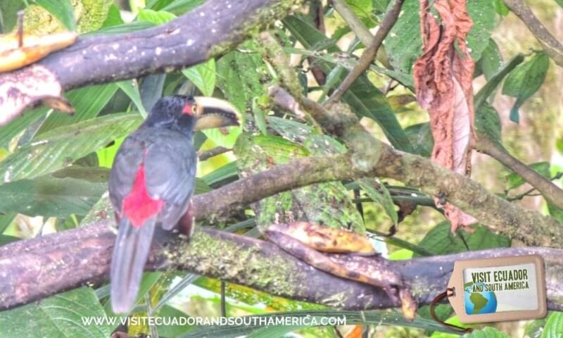 Birdwatching Mindo (1)