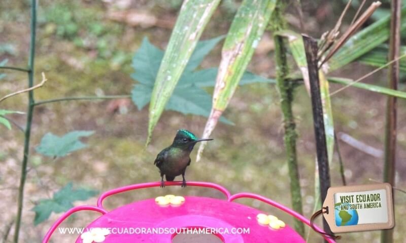 Birdwatching Mindo (1)