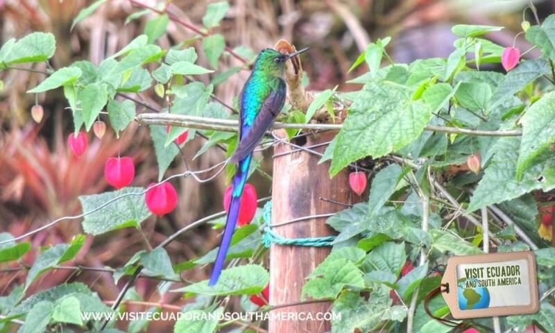 Birdwatching Mindo (1)