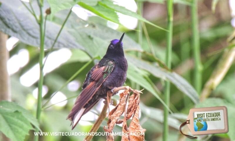 Birdwatching Mindo (1)