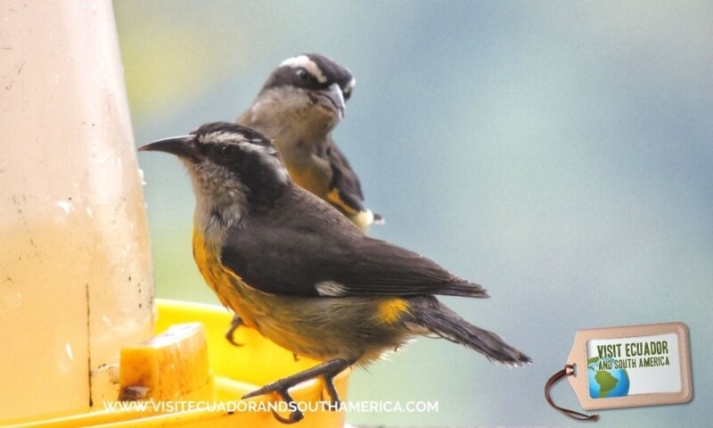 Birdwatching Mindo (1)