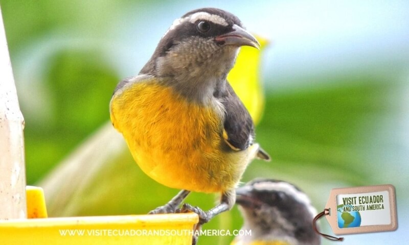 Birdwatching Mindo (1)