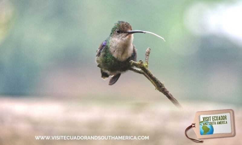 Birdwatching Mindo (1)