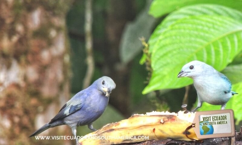 Birdwatching Mindo (1)