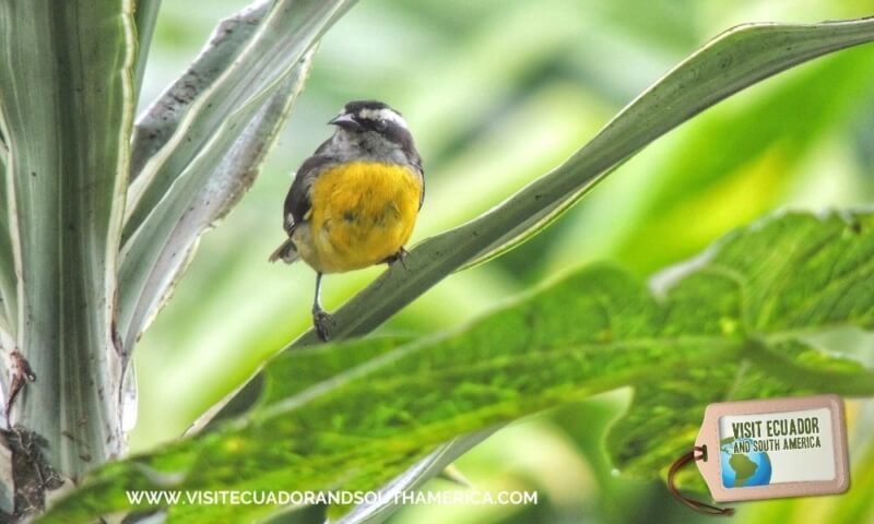 Birdwatching Mindo (1)