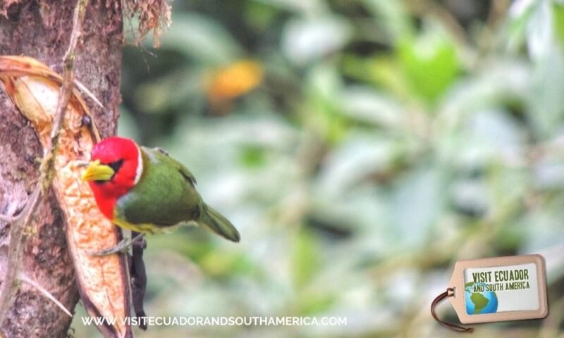 Birdwatching Mindo (1)