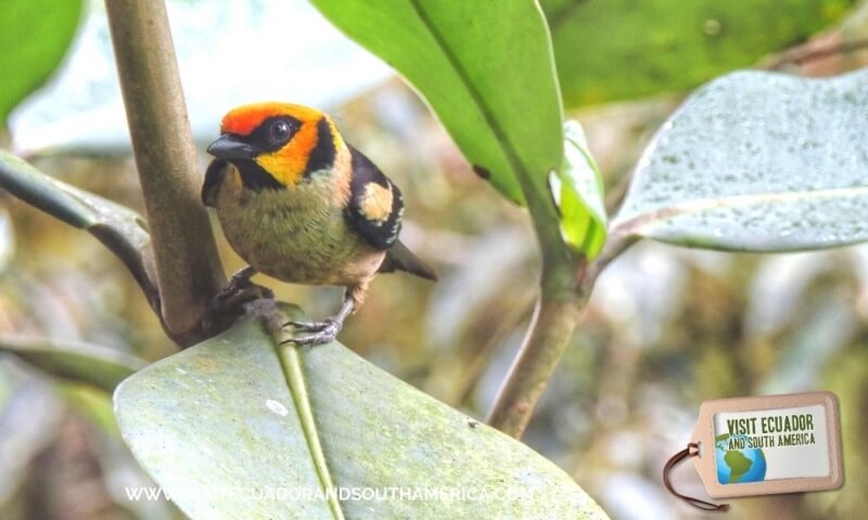 Birdwatching Mindo (1)