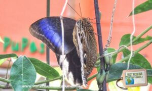 butterfly farm mindo (2)