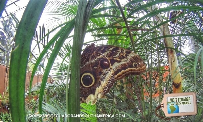 butterfly farm mindo (1)