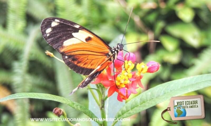 butterfly farm mindo (1)