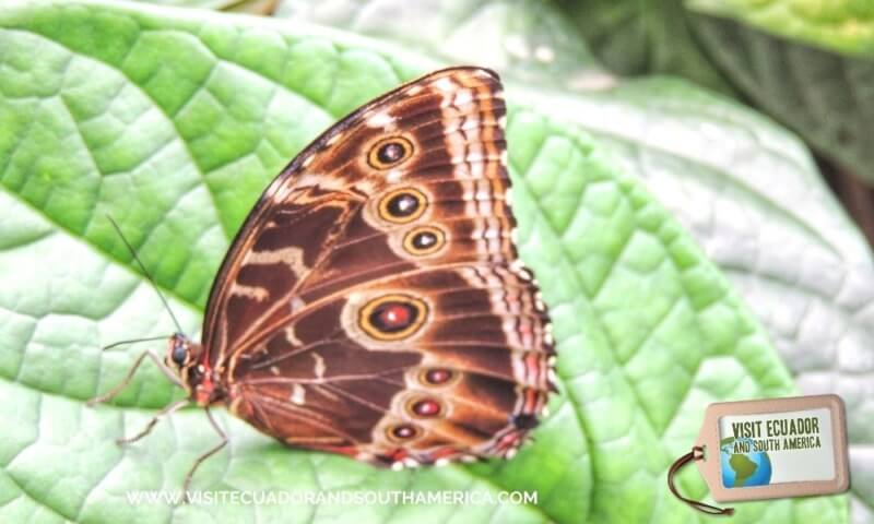 butterfly farm mindo (1)